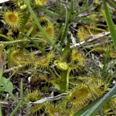 Drosera sp. at Coree, ACT - 17 Sep 2020