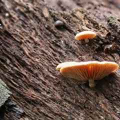 Unidentified Cap on a stem; gills below cap [mushrooms or mushroom-like] at Latham, ACT - 10 Aug 2020 by Caric