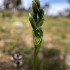 Hymenochilus bicolor (Black-tip Greenhood) at Goorooyarroo NR (ACT) - 16 Sep 2020 by JasonC