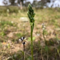 Hymenochilus bicolor (ACT) = Pterostylis bicolor (NSW) at Throsby, ACT - 17 Sep 2020