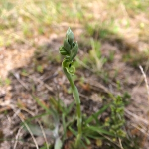 Hymenochilus bicolor (ACT) = Pterostylis bicolor (NSW) at Throsby, ACT - 17 Sep 2020