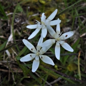 Wurmbea dioica subsp. dioica at Coree, ACT - 17 Sep 2020