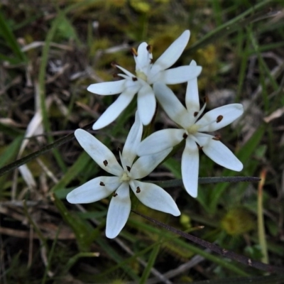 Wurmbea dioica subsp. dioica (Early Nancy) at Coree, ACT - 17 Sep 2020 by JohnBundock