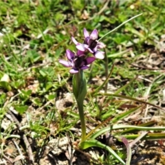 Wurmbea dioica subsp. dioica (Early Nancy) at Coree, ACT - 15 Sep 2020 by JohnBundock