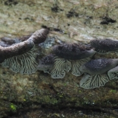 Resupinatus at Latham, ACT - 16 Aug 2020