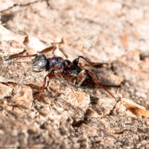 Cleonyminae (subfamily) at Holt, ACT - 17 Sep 2020