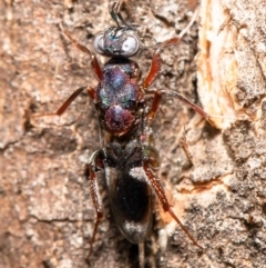 Cleonyminae (subfamily) at Holt, ACT - 17 Sep 2020 12:43 PM