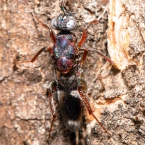 Cleonyminae (subfamily) at Holt, ACT - 17 Sep 2020