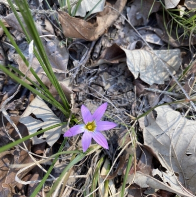 Romulea rosea var. australis (Onion Grass) at Forrest, ACT - 14 Sep 2020 by KL