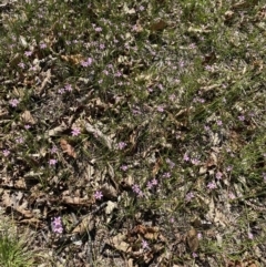 Romulea rosea var. australis at Forrest, ACT - 14 Sep 2020