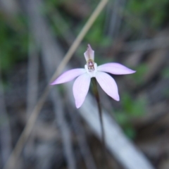 Caladenia fuscata (Dusky Fingers) at Downer, ACT - 6 Sep 2020 by ClubFED