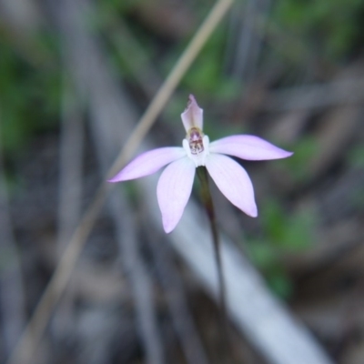 Caladenia fuscata (Dusky Fingers) at Downer, ACT - 6 Sep 2020 by ClubFED