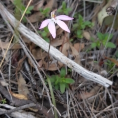 Caladenia fuscata at Downer, ACT - suppressed