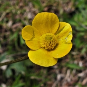 Ranunculus lappaceus at Coree, ACT - 17 Sep 2020