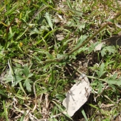 Ranunculus lappaceus at Coree, ACT - 17 Sep 2020