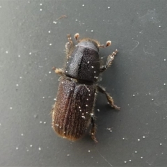 Hylurgus ligniperda (Golden-haired bark beetle) at Kambah, ACT - 17 Sep 2020 by HarveyPerkins