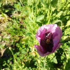 Papaver somniferum (Opium Poppy) at Watson, ACT - 16 Sep 2020 by trevorpreston