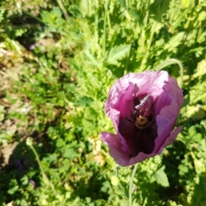 Papaver somniferum at Watson, ACT - 16 Sep 2020