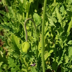 Papaver somniferum at Watson, ACT - 16 Sep 2020