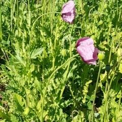 Papaver somniferum at Watson, ACT - 16 Sep 2020