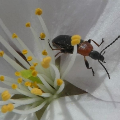 Pemanoa sp. (genus) (Comb-clawed beetle) at Kambah, ACT - 17 Sep 2020 by HarveyPerkins