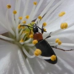 Pemanoa sp. (genus) at Kambah, ACT - 17 Sep 2020