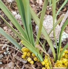 Lomandra bracteata (Small Matrush) at Mitchell, ACT - 17 Sep 2020 by trevorpreston