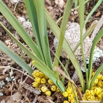 Lomandra bracteata (Small Matrush) at Crace Grasslands - 17 Sep 2020 by tpreston