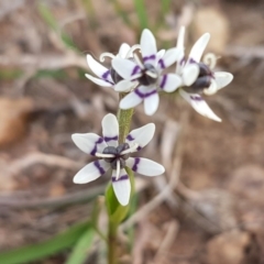 Wurmbea dioica subsp. dioica (Early Nancy) at Mitchell, ACT - 17 Sep 2020 by tpreston