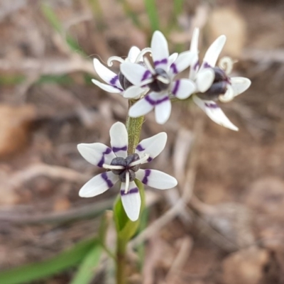 Wurmbea dioica subsp. dioica (Early Nancy) at Mitchell, ACT - 17 Sep 2020 by tpreston