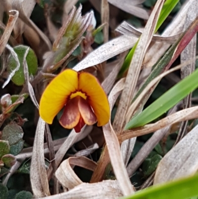 Bossiaea buxifolia (Matted Bossiaea) at Mitchell, ACT - 17 Sep 2020 by trevorpreston