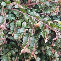 Bossiaea buxifolia at Mitchell, ACT - 17 Sep 2020