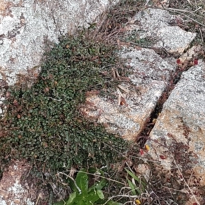 Bossiaea buxifolia at Mitchell, ACT - 17 Sep 2020
