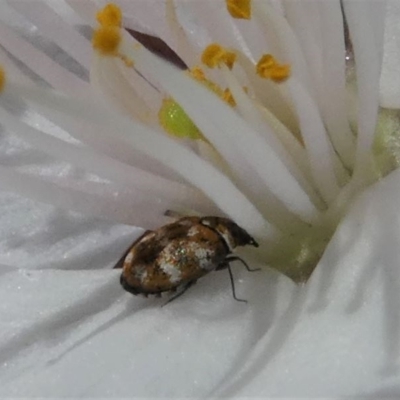 Anthrenus verbasci (Varied or Variegated Carpet Beetle) at Kambah, ACT - 17 Sep 2020 by HarveyPerkins
