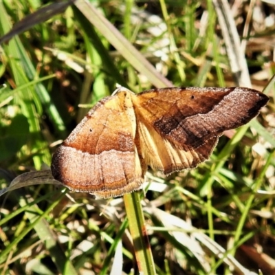 Anachloris subochraria (Golden Grass Carpet (Ennominae)) at Coree, ACT - 15 Sep 2020 by JohnBundock
