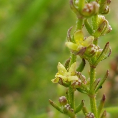 Galium gaudichaudii subsp. gaudichaudii (Rough Bedstraw) at Crace Grasslands - 17 Sep 2020 by tpreston