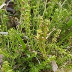 Galium gaudichaudii subsp. gaudichaudii at Mitchell, ACT - 17 Sep 2020