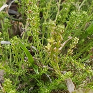 Galium gaudichaudii subsp. gaudichaudii at Mitchell, ACT - 17 Sep 2020