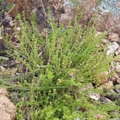 Galium gaudichaudii subsp. gaudichaudii at Mitchell, ACT - 17 Sep 2020