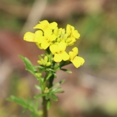 Barbarea verna (Wintercress, American Cress) at Booth, ACT - 16 Sep 2020 by RodDeb