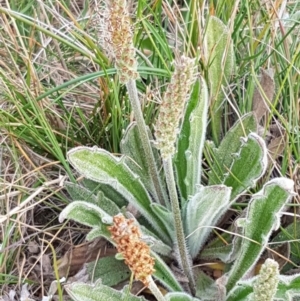 Plantago hispida at Mitchell, ACT - 17 Sep 2020