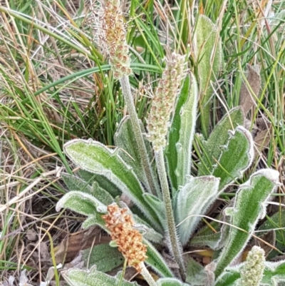 Plantago hispida (Hairy Plantain) at Mitchell, ACT - 17 Sep 2020 by tpreston