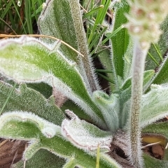 Plantago hispida at Mitchell, ACT - 17 Sep 2020