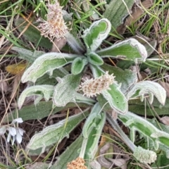 Plantago hispida at Mitchell, ACT - 17 Sep 2020