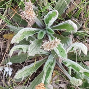 Plantago hispida at Mitchell, ACT - 17 Sep 2020