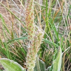 Plantago hispida at Mitchell, ACT - 17 Sep 2020