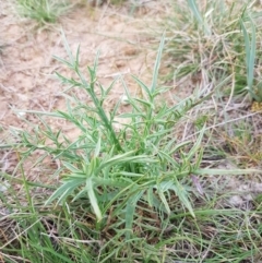 Eryngium ovinum (Blue Devil) at Mitchell, ACT - 17 Sep 2020 by trevorpreston