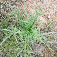 Eryngium ovinum at Mitchell, ACT - 17 Sep 2020 04:28 PM