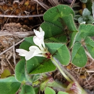 Trifolium subterraneum at Mitchell, ACT - 17 Sep 2020