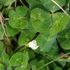 Trifolium subterraneum at Mitchell, ACT - 17 Sep 2020